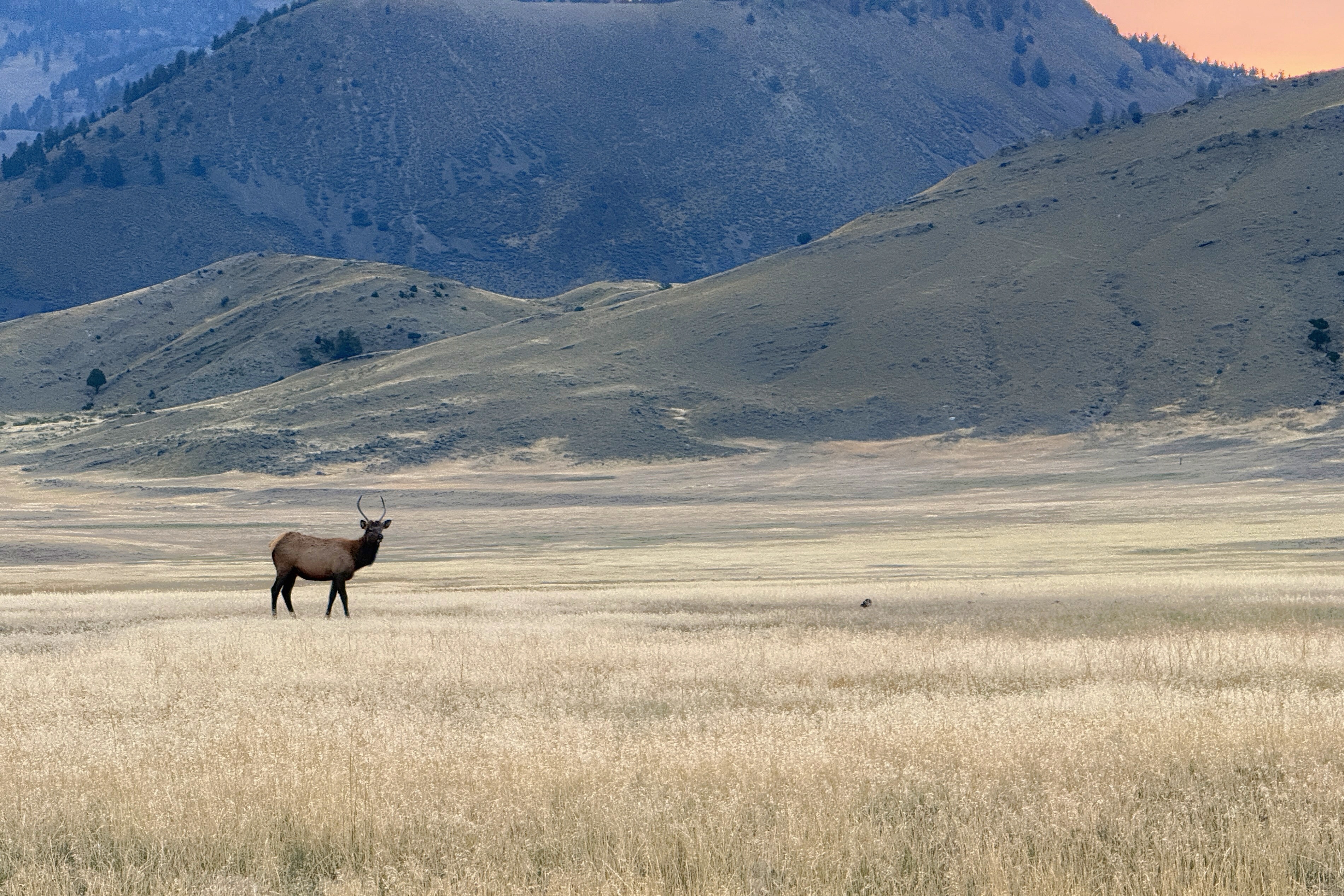 Wapiti à Yellowstone pendant la saison du brame